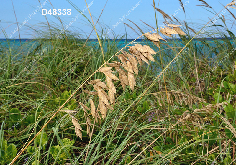 Sea Oats (Uniola paniculata)